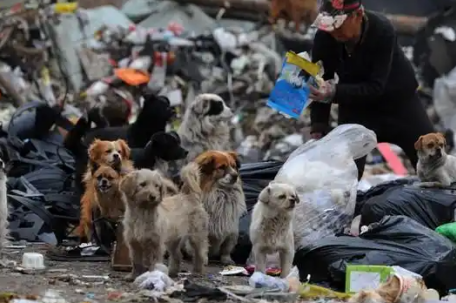 小狗遭主人2次扔弃哀嚎仍被遗弃