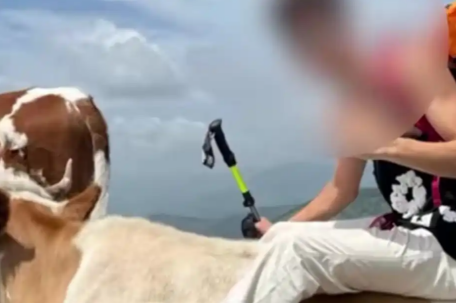 游客逗牛遭围攻踩踏:喂牛肉干敲屁股