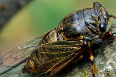 一斤知了价格涨到300元