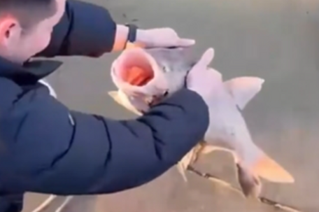 男子看到大鱼在冰下“睡觉”捡回家