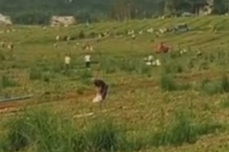 瓜园遭村民哄抢 村干部：以为免费摘