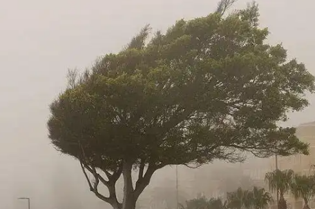 205斤小伙被大风吹倒 头部着地滚翻