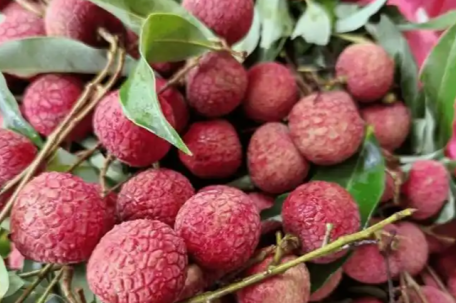 湖南一学校买1万多公斤荔枝给师生