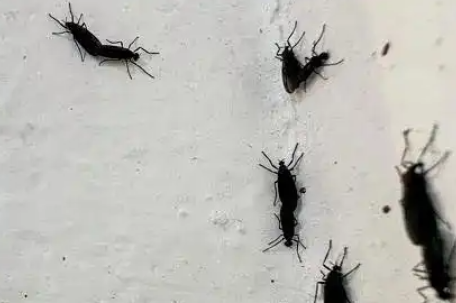 韩国首尔“爱情虫”爆发