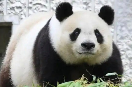 日方将离世大熊猫旦旦遗骸归还中国