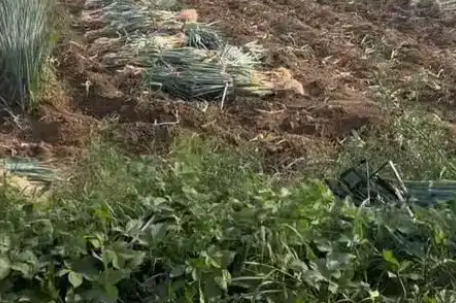 劳务队误拔别人地里2万多斤大葱