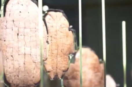 这是一张3000年前商朝王子的请假条