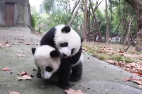 熊猫宝宝打闹摔个脸着地 气得翻白眼 