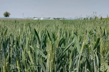 再这样热下去 全球的早餐都“悬了”