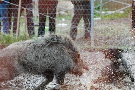 上海发生野猪攻击人事件？假