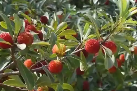 特色产业创新发展蝶变成“金招牌”