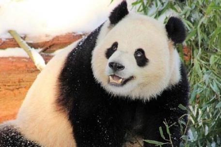 大熊猫被训练下跪乞食？谣言