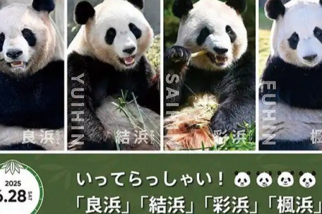 4只旅日大熊猫已平安抵达成都 