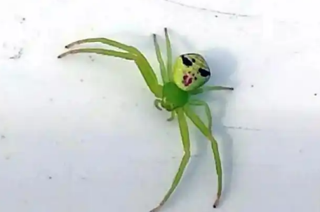 女子在车上发现“人脸蜘蛛”