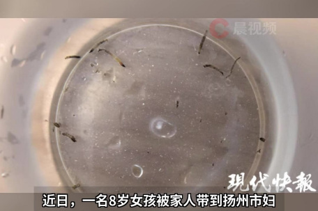 女童呕吐活虫 元凶竟是卫生间小黑虫 