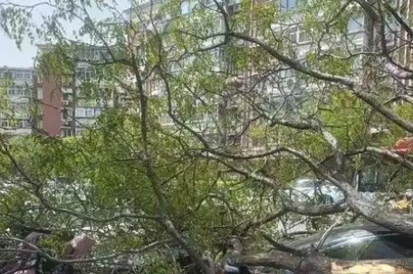 北京大风吹倒超1200株树木