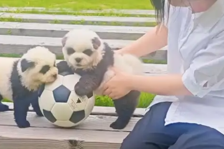 “熊猫犬”踢球应援苏超 