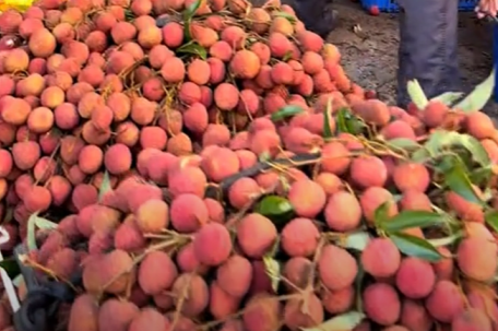 农户因荔枝价低放弃采摘 当地回应