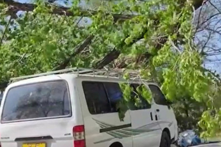 北京大风刮倒288棵树
