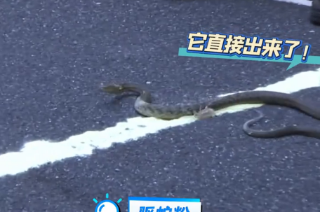 网红驱蛇产品不靠谱 遇蛇赶紧跑