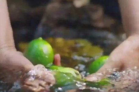 又贵又难抢 今年的柠檬快吃不起了