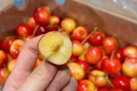 医生提醒不要过量食用车厘子