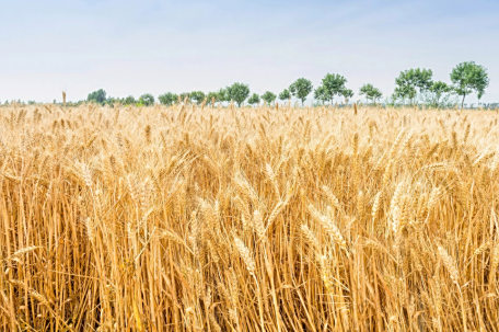 旱情影响夏粮 河南减产7.1亿斤