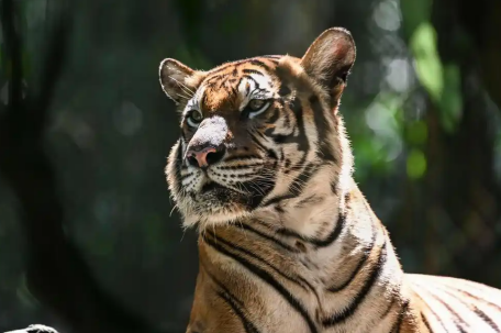 动物园老虎饿到吃草?工作人员回应