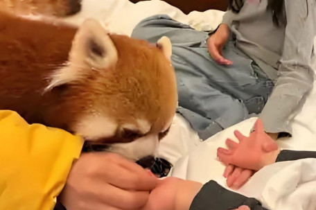 林业局叫停酒店小熊猫叫早服务