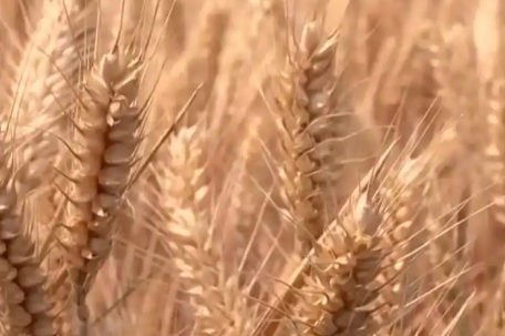 解锁丰收背后的科技密码