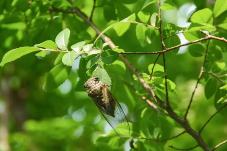 今年夏天的蝉为啥这么多
