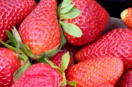 草莓多用农药才能增产增收？假