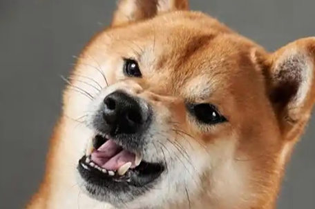 朋友用狗喝水的盆浇花被狗撕咬