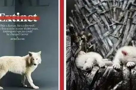 12500年前灭绝的冰原狼被复活