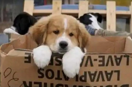 成都一小区投票表决扑杀流浪狗