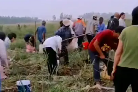 安徽500亩土豆遭村民哄抢