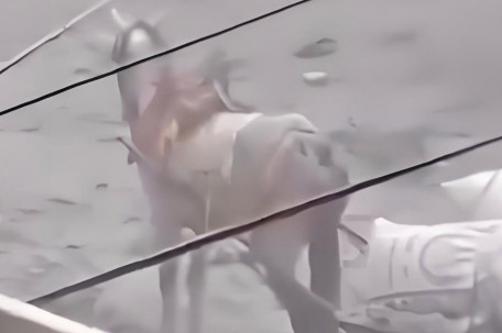 以军在加沙街头射杀运粮马 
