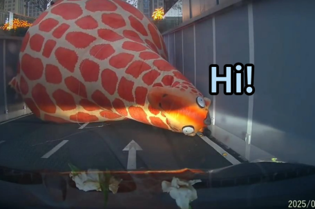 开车被一只长颈鹿碰瓷了 