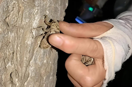 提桶抓熬夜抓 知了猴为啥这么抢手