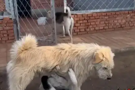 中国下司犬外网爆火 被称为中国狗王