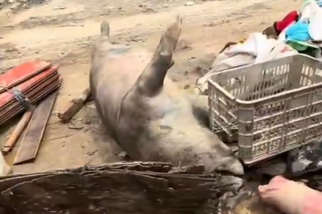 实拍洪水退去二师兄横尸街头 