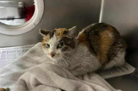 中国小猫被意外运到美国 