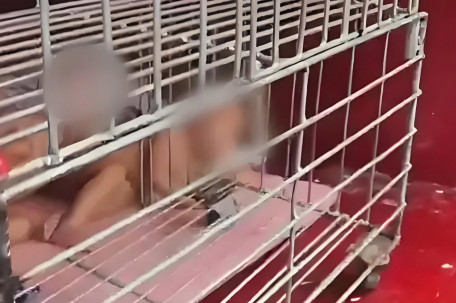 海口通报孩童被关铁笼：自行爬入