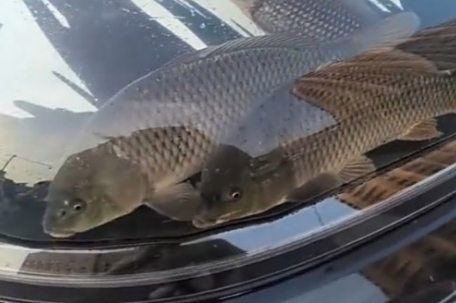 车主脑洞大开贴透明车衣养鱼