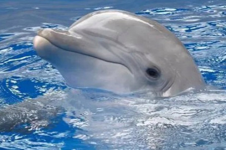 公园月薪3万招摸鱼官每天工作2小时 