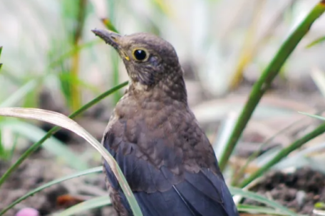 小鸟因无价值被留捕鸟网上风干了