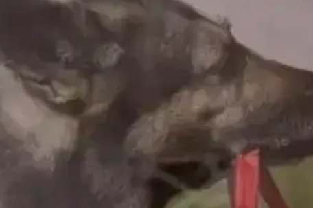 汶川地震67只搜救犬已全部离世