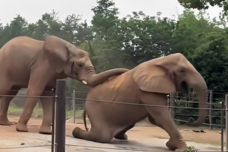 上海野生动物园回应一大象被霸凌