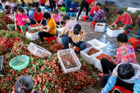 今年高价水果为啥纷纷降价