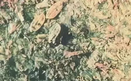古代人都吃什么?不愧是中国人还挺讲究 古代人都吃什么?不愧是中国人还挺讲究